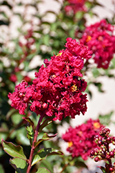 Enduring Summer Fuchsia Crapemyrtle (Lagerstroemia 'PIILAG B3') at Lakeshore Garden Centres