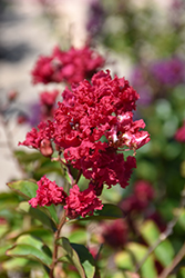 Mandi Crapemyrtle (Lagerstroemia indica 'Mandi') at Lakeshore Garden Centres