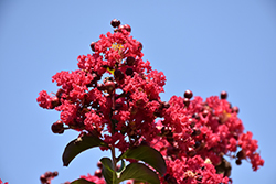 Centennial Spirit Crapemyrtle (Lagerstroemia indica 'Centennial Spirit') at Lakeshore Garden Centres
