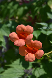 Indian Summer Trumpetvine (Campsis x tagliabuana 'Indian Summer') at Lakeshore Garden Centres