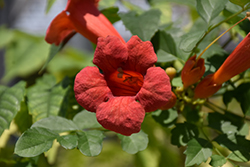 Tango Trumpetvine (Campsis radicans 'Huitan') at Lakeshore Garden Centres