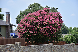 Zuni Crapemyrtle (Lagerstroemia 'Zuni') at Lakeshore Garden Centres