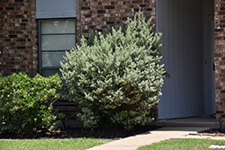 Desperado Texas Sage (Leucophyllum frutescens 'Greado') at Lakeshore Garden Centres