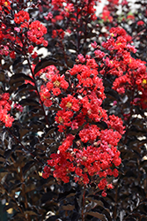 Black Diamond Best Red Crapemyrtle (Lagerstroemia indica 'Black Diamond Best Red') at Lakeshore Garden Centres