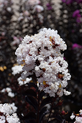 Black Diamond Pure White Crapemyrtle (Lagerstroemia indica 'Black Diamond Pure White') at Lakeshore Garden Centres
