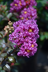 Purple Pop Crapemyrtle (Lagerstroemia 'Grebepur') at Lakeshore Garden Centres