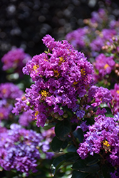 Purple Magic Crapemyrtle (Lagerstroemia 'Purple Magic') at Lakeshore Garden Centres