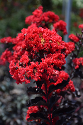 Black Diamond Best Red Crapemyrtle (Lagerstroemia indica 'Black Diamond Best Red') at Lakeshore Garden Centres