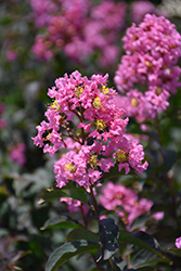 Enduring Summer Pink Crapemyrtle (Lagerstroemia 'PIILAG B2') at Lakeshore Garden Centres
