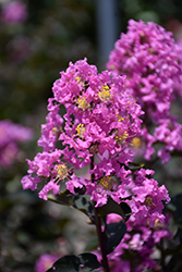 Black Diamond Lavender Lace Crapemyrtle (Lagerstroemia indica 'Black Diamond Lavender Lace') at Lakeshore Garden Centres