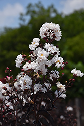 Thunderstruck White Lightning Crapemyrtle (Lagerstroemia 'JM4') at Lakeshore Garden Centres