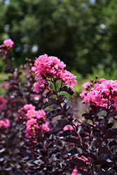 Black Diamond Shell Pink Crapemyrtle (Lagerstroemia indica 'Black Diamond Shell Pink') at Lakeshore Garden Centres