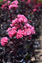 Black Diamond Shell Pink Crapemyrtle (Lagerstroemia indica 'Black Diamond Shell Pink') at Lakeshore Garden Centres