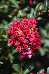 Princess Holly Ann Crapemyrtle (Lagerstroemia 'GA 0701') at Lakeshore Garden Centres