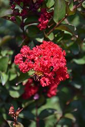 Princess Zoey Crapemyrtle (Lagerstroemia 'GA 0702') at Lakeshore Garden Centres