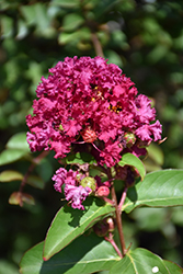 Enduring Summer Fuchsia Crapemyrtle (Lagerstroemia 'PIILAG B3') at Lakeshore Garden Centres
