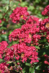 Petite Red Imp Crapemyrtle (Lagerstroemia indica 'Monimp') at Lakeshore Garden Centres