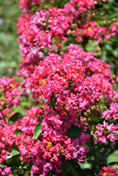 Petite Embers Crapemyrtle (Lagerstroemia indica 'Moners') at Lakeshore Garden Centres