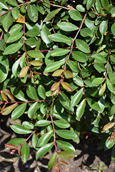 Orchid Cascade Crapemyrtle (Lagerstroemia indica 'Orchid Cascade') at Lakeshore Garden Centres