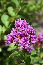 Petite Plum Crapemyrtle (Lagerstroemia indica 'Monum') at Lakeshore Garden Centres