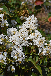 Enduring Summer White Crapemyrtle (Lagerstroemia 'PIILAG B1') at Lakeshore Garden Centres