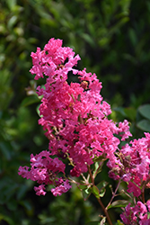 Firebird Crapemyrtle (Lagerstroemia 'Firebird') at Lakeshore Garden Centres