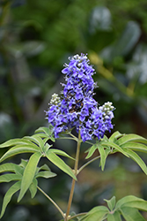 Blue Puffball Chaste Tree (Vitex agnus-castus 'PIIVAC-II') at Lakeshore Garden Centres