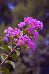 Ran-Pro Purple Crapemyrtle (Lagerstroemia 'Ran-Pro Purple') at Lakeshore Garden Centres