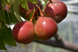 LeConte Pear (Pyrus 'LeConte') at Lakeshore Garden Centres