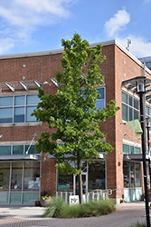 Southern Red Oak (Quercus falcata) at Lakeshore Garden Centres