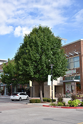 Texas Red Oak (Quercus buckleyi) at Lakeshore Garden Centres