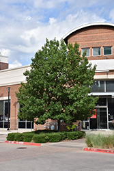 Shumard Oak (Quercus shumardii) at Lakeshore Garden Centres