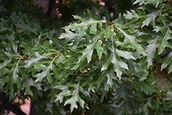 Shumard Oak (Quercus shumardii) at Lakeshore Garden Centres