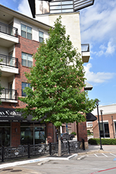 Nuttall Oak (Quercus nuttallii) at Lakeshore Garden Centres