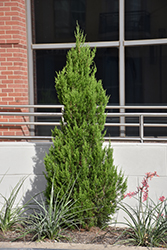 Emerald Feather Juniper (Juniperus virginiana 'J. N. Select Green') at Lakeshore Garden Centres