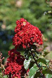 Garnet Queen Emerald Empire Crapemyrtle (Lagerstroemia indica 'Garnet Queen') at Lakeshore Garden Centres