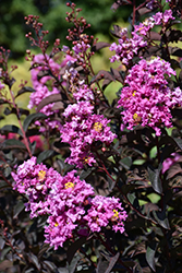 Twilight Magic Crapemyrtle (Lagerstroemia 'PIILAG-VIII') at Lakeshore Garden Centres