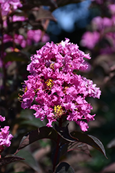 Twilight Magic Crapemyrtle (Lagerstroemia 'PIILAG-VIII') at Lakeshore Garden Centres