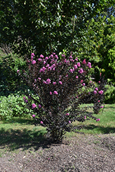 Black Diamond Lavender Lace Crapemyrtle (Lagerstroemia indica 'Black Diamond Lavender Lace') at Lakeshore Garden Centres