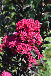 Black Diamond Mystic Magenta Crapemyrtle (Lagerstroemia indica 'Black Diamond Mystic Magenta') at Lakeshore Garden Centres