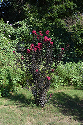 Black Diamond Mystic Magenta Crapemyrtle (Lagerstroemia indica 'Black Diamond Mystic Magenta') at Lakeshore Garden Centres