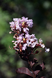 Black Diamond Blush Crapemyrtle (Lagerstroemia indica 'Black Diamond Blush') at Lakeshore Garden Centres