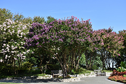 Catawba Crapemyrtle (Lagerstroemia indica 'Catawba') at Lakeshore Garden Centres