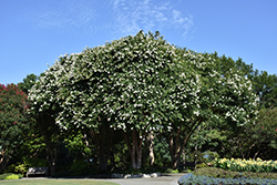 Natchez Crapemyrtle (Lagerstroemia 'Natchez') at Lakeshore Garden Centres