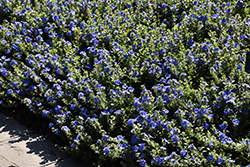 Blue My Mind Morning Glory (Evolvulus 'USEVO1201') at Lakeshore Garden Centres