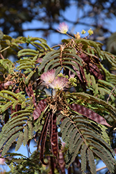 Summer Chocolate Mimosa (Albizia julibrissin 'Summer Chocolate') at Lakeshore Garden Centres