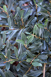 Cast In Bronze Evergreen Distylium (Distylium 'BLDY02') at Lakeshore Garden Centres