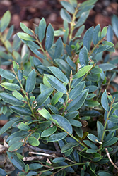 Jewel Box Evergreen Distylium (Distylium 'BLDY01') at Lakeshore Garden Centres