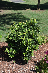 Sugar Cookie Sweet Viburnum (Viburnum odoratissimum 'Compact 01') at Lakeshore Garden Centres