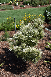 Roman Candle Podocarpus (Podocarpus macrophyllus 'Miu') at Lakeshore Garden Centres